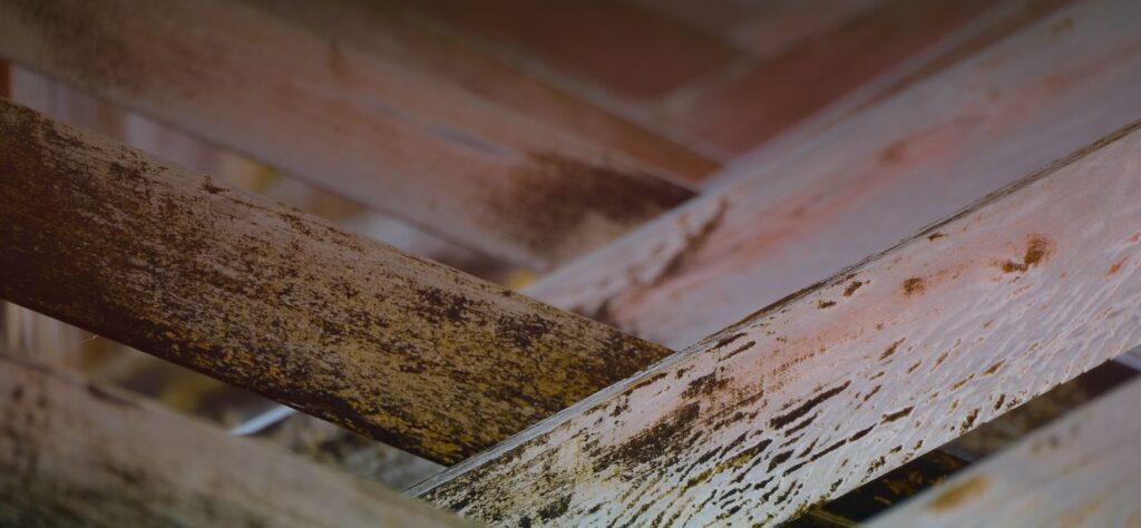 mold commonly grows in the attic of homes