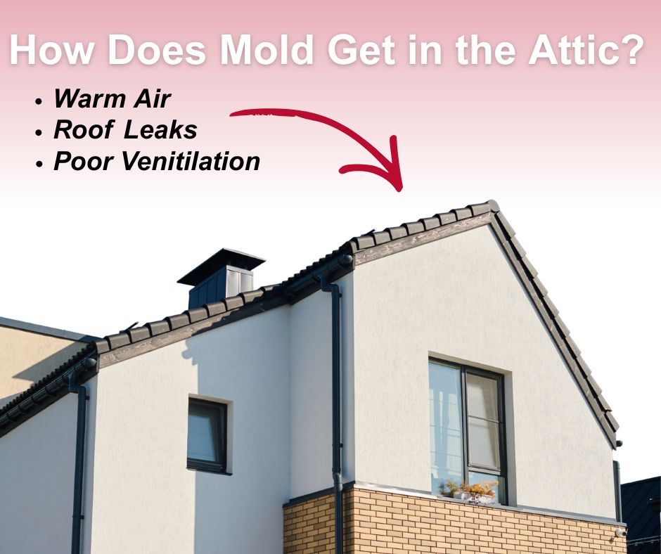 warm air, roof leaks, and poor ventilation can cause mold in the attic